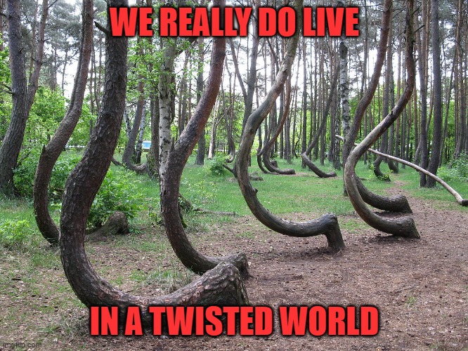 WE REALLY DO LIVE; IN A TWISTED WORLD | image tagged in crooked forest,funny,memes | made w/ Imgflip meme maker