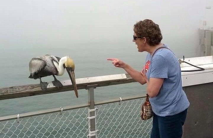 High Quality Woman Yelling At Seagull Blank Meme Template