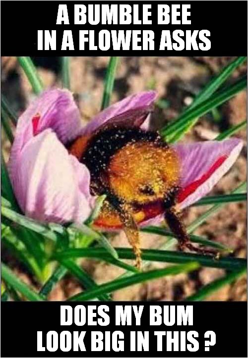 A Bee Question | A BUMBLE BEE IN A FLOWER ASKS; DOES MY BUM LOOK BIG IN THIS ? | image tagged in fun,bumblebee,question | made w/ Imgflip meme maker