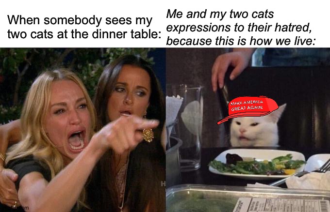 People Don't Like How We Live | Me and my two cats expressions to their hatred, because this is how we live:; When somebody sees my two cats at the dinner table: | image tagged in memes,woman yelling at cat | made w/ Imgflip meme maker