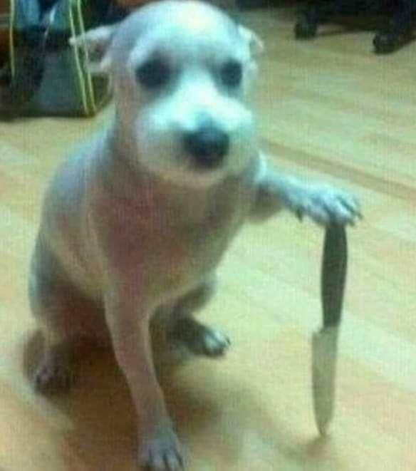 dog with knife Blank Meme Template