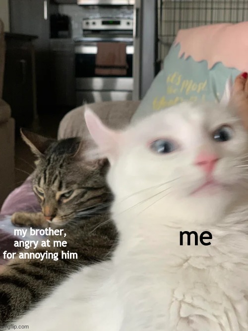 me; my brother, angry at me for annoying him | image tagged in cats,cat | made w/ Imgflip meme maker