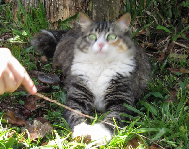 whAt cat Blank Meme Template
