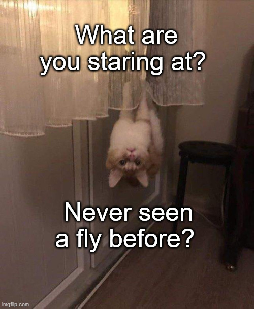 the CatFly | What are you staring at? Never seen a fly before? | image tagged in cat | made w/ Imgflip meme maker