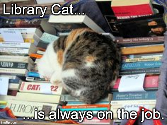 Library Cat | Library Cat... ...is always on the job. | image tagged in cat,books,library | made w/ Imgflip meme maker