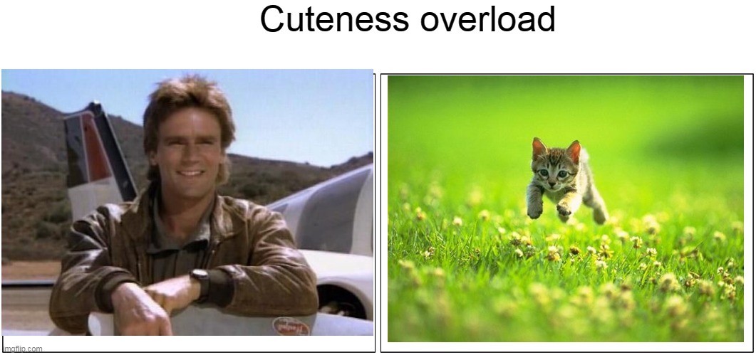 Cuteness overload | Cuteness overload | image tagged in memes,blank comic panel 2x1,kitten,mcgyver,cute | made w/ Imgflip meme maker