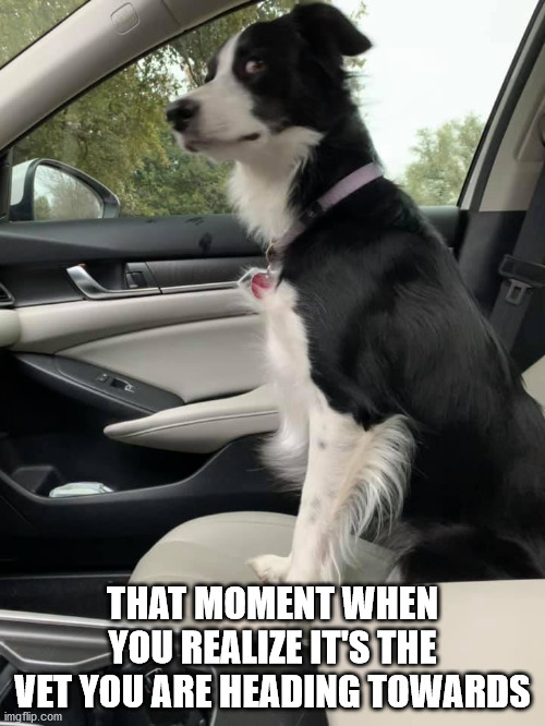 That Moment | THAT MOMENT WHEN YOU REALIZE IT'S THE VET YOU ARE HEADING TOWARDS | image tagged in dog | made w/ Imgflip meme maker