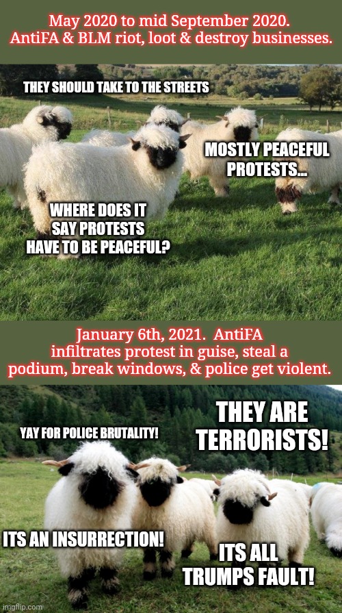 Our country is full of sheep.  Which is why the Washington wolves will devour this nation. | May 2020 to mid September 2020.  AntiFA & BLM riot, loot & destroy businesses. THEY SHOULD TAKE TO THE STREETS; MOSTLY PEACEFUL PROTESTS... WHERE DOES IT SAY PROTESTS HAVE TO BE PEACEFUL? January 6th, 2021.  AntiFA infiltrates protest in guise, steal a podium, break windows, & police get violent. THEY ARE TERRORISTS! YAY FOR POLICE BRUTALITY! ITS AN INSURRECTION! ITS ALL TRUMPS FAULT! | image tagged in stupid sheep,sheeple,mainstream media | made w/ Imgflip meme maker