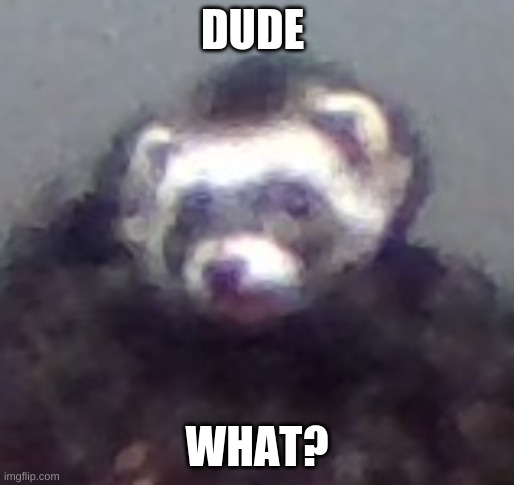 zach's ferret | DUDE WHAT? | image tagged in zach's ferret | made w/ Imgflip meme maker