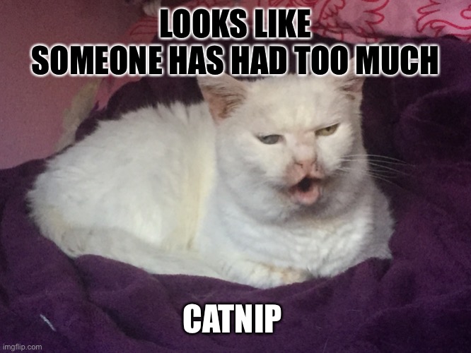 My cat Pixie | LOOKS LIKE SOMEONE HAS HAD TOO MUCH; CATNIP | image tagged in kitty cat dull surprise,cat,meme | made w/ Imgflip meme maker