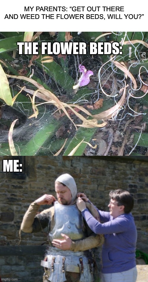 THE FLOWER BEDS:; MY PARENTS: “GET OUT THERE AND WEED THE FLOWER BEDS, WILL YOU?”; ME: | image tagged in blank white template,spider,armor,knight,arachnophobia,memes | made w/ Imgflip meme maker