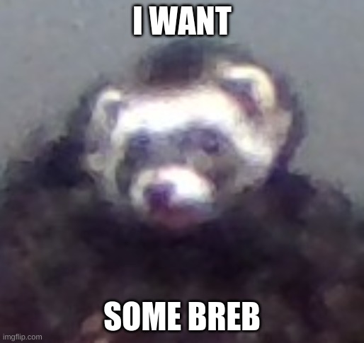 zach's ferret | I WANT; SOME BREB | image tagged in zach's ferret | made w/ Imgflip meme maker