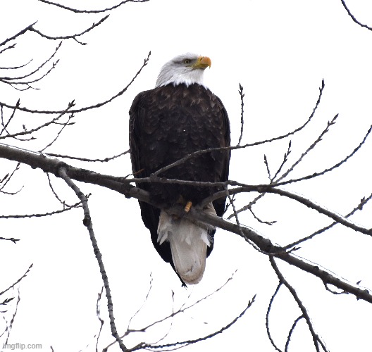 went eagle hunting with camera of coarse. Found this guy at lock and dam 14 Mississippi river Iowa side. | image tagged in bald eagle,mississippi river | made w/ Imgflip meme maker
