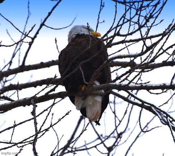 another eagle | image tagged in bald eagle,mississippi river | made w/ Imgflip meme maker