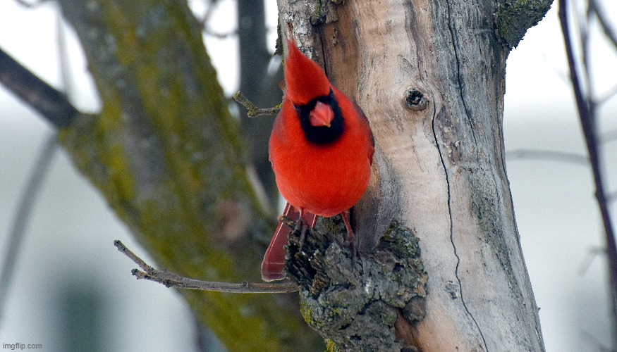 cardinal in my crabapple tree | image tagged in bird,tree | made w/ Imgflip meme maker