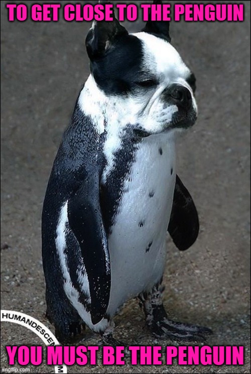 Unhappy feet... | TO GET CLOSE TO THE PENGUIN YOU MUST BE THE PENGUIN | image tagged in dog penguin,dogs,animals,unhappy feet | made w/ Imgflip meme maker