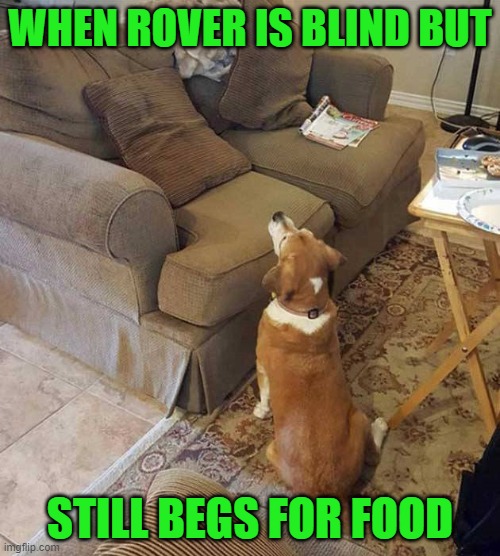 WHEN ROVER IS BLIND BUT; STILL BEGS FOR FOOD | image tagged in dogs,animals,blind | made w/ Imgflip meme maker