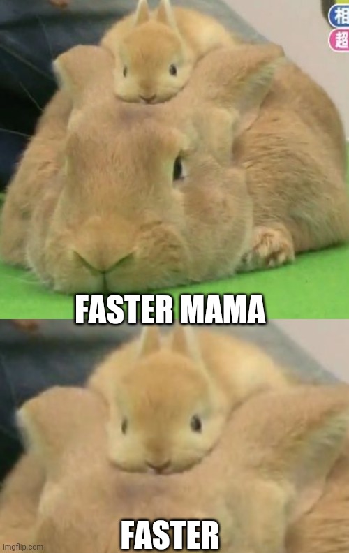 GOING FOR A RIDE | FASTER MAMA; FASTER | image tagged in bunny,bunnies,rabbits | made w/ Imgflip meme maker