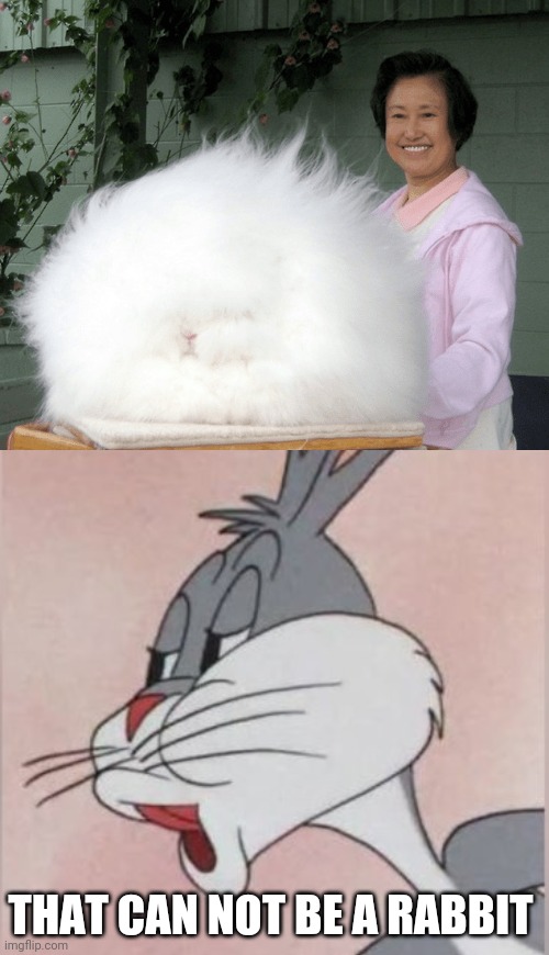 fluffy bunny meme