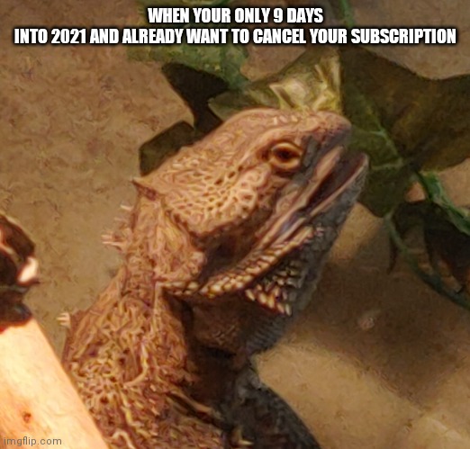 Mad bearded dragon | WHEN YOUR ONLY 9 DAYS INTO 2021 AND ALREADY WANT TO CANCEL YOUR SUBSCRIPTION | image tagged in funny | made w/ Imgflip meme maker