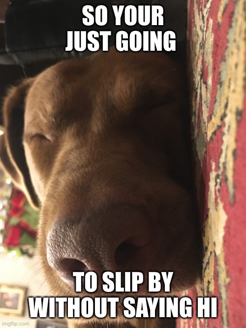 DOG | SO YOUR JUST GOING; TO SLIP BY WITHOUT SAYING HI | image tagged in memoma dog | made w/ Imgflip meme maker