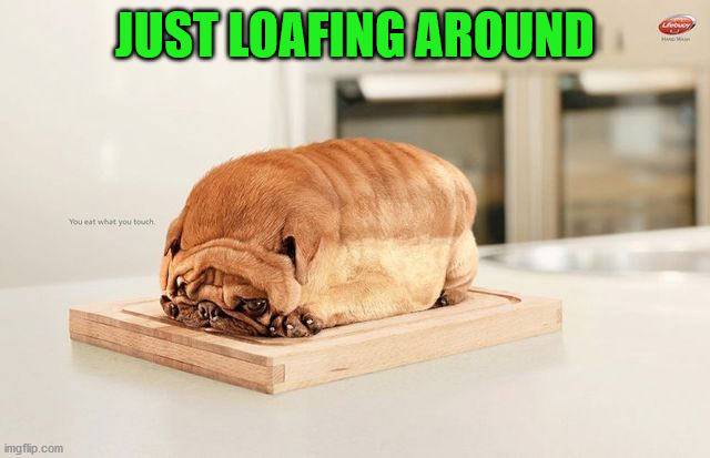 JUST LOAFING AROUND | image tagged in dogs | made w/ Imgflip meme maker