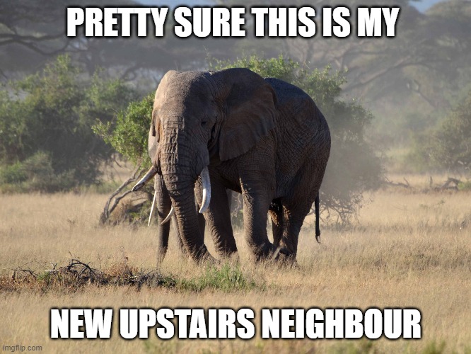 New Upstairs Neighbour | PRETTY SURE THIS IS MY; NEW UPSTAIRS NEIGHBOUR | image tagged in funny memes,neighbours | made w/ Imgflip meme maker