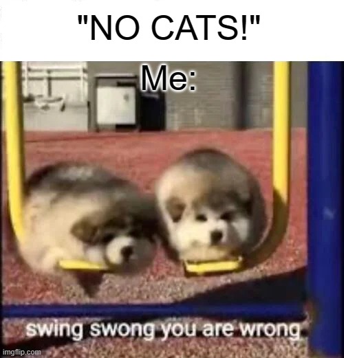 SWING SWONG YOU ARE WRONG | "NO CATS!"; Me: | image tagged in swing swong you are wrong,cats | made w/ Imgflip meme maker