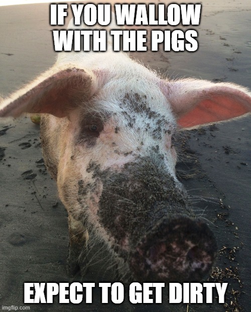 If You Wallow With Pigs | IF YOU WALLOW WITH THE PIGS; EXPECT TO GET DIRTY | image tagged in funny memes,funny animals | made w/ Imgflip meme maker