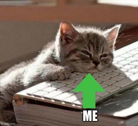 tired cat | ME | image tagged in tired cat | made w/ Imgflip meme maker