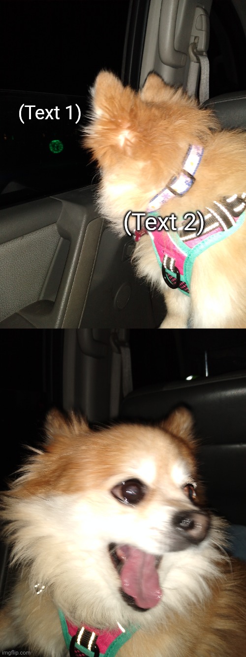Surprised dog template | (Text 1); (Text 2) | image tagged in suprised,doggo,pomeranian,custom template | made w/ Imgflip meme maker