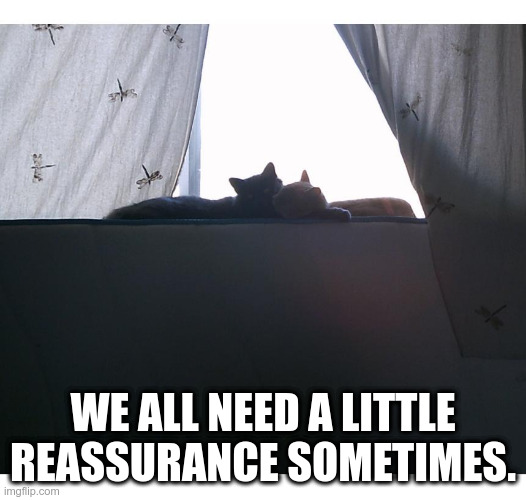 Tell Me It's Going To Be Okay | WE ALL NEED A LITTLE REASSURANCE SOMETIMES. | image tagged in cats,cuddling,safe | made w/ Imgflip meme maker