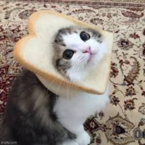 Wholesome means cute right? | image tagged in bread cat | made w/ Imgflip meme maker