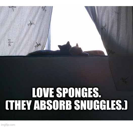 Love Sponges |  LOVE SPONGES. (THEY ABSORB SNUGGLES.) | image tagged in cats,cute,cuddling,sweet | made w/ Imgflip meme maker