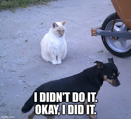 Withering Gaze |  I DIDN'T DO IT.    OKAY, I DID IT. | image tagged in cat,dog,funny,funny memes,guiltydogs | made w/ Imgflip meme maker