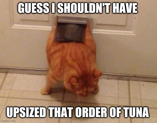 chubby kitty | GUESS I SHOULDN'T HAVE; UPSIZED THAT ORDER OF TUNA | image tagged in cats | made w/ Imgflip meme maker