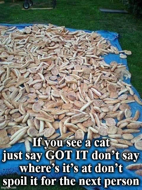 cat | If you see a cat just say GOT IT don’t say where’s it’s at don’t spoil it for the next person | image tagged in cat | made w/ Imgflip meme maker
