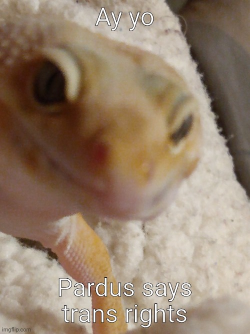 Ay yo; Pardus says trans rights | made w/ Imgflip meme maker