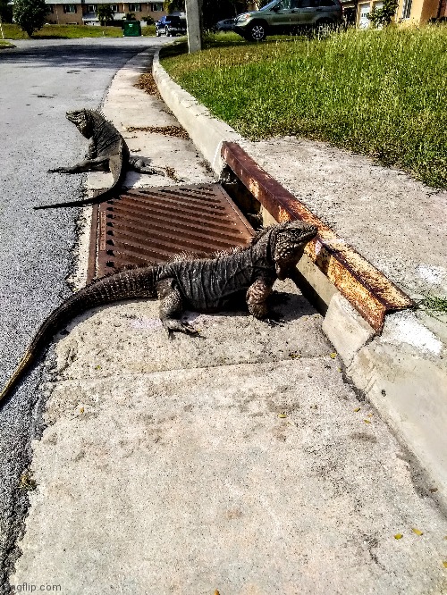 Greeting the neighbors | made w/ Imgflip meme maker