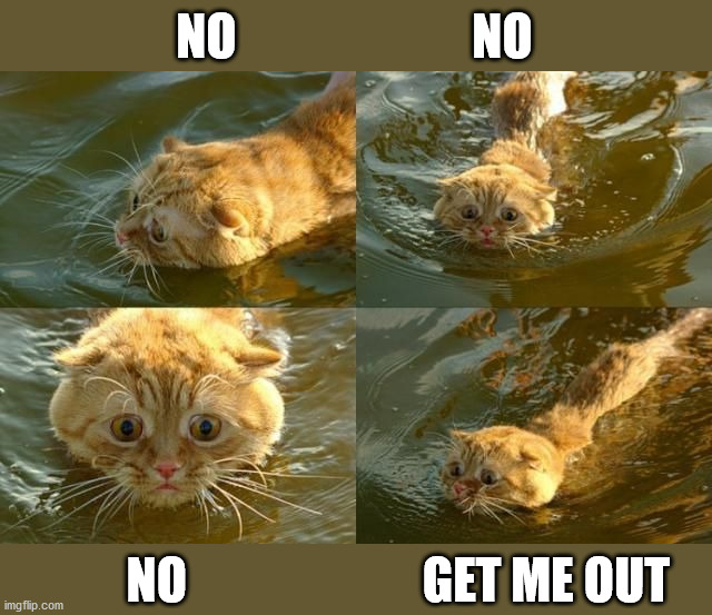 The look on his face | NO                        NO; NO                        GET ME OUT | image tagged in cats | made w/ Imgflip meme maker
