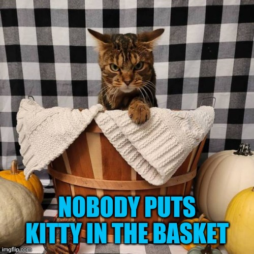 But how do you get her out? | NOBODY PUTS KITTY IN THE BASKET | image tagged in cats,kitty,basket | made w/ Imgflip meme maker