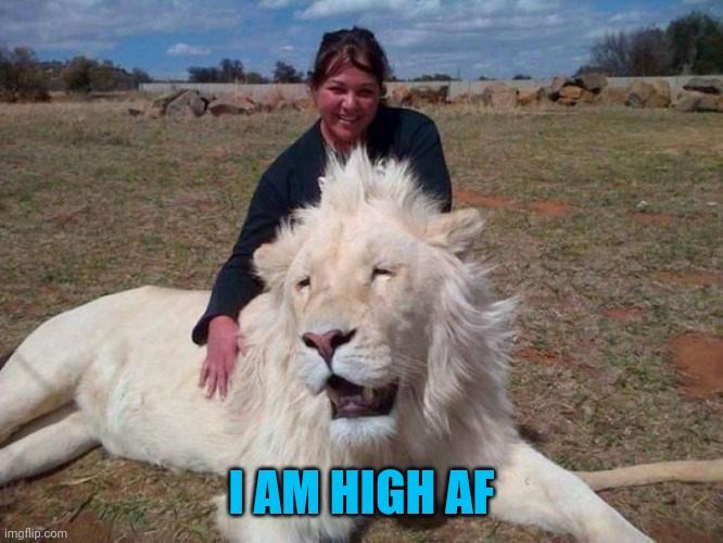 Catnip | I AM HIGH AF | image tagged in memes,lion,catnip | made w/ Imgflip meme maker