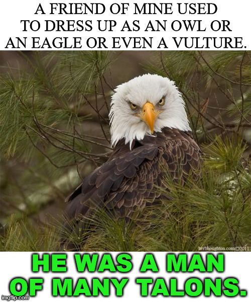 Angry Eagle | A FRIEND OF MINE USED TO DRESS UP AS AN OWL OR AN EAGLE OR EVEN A VULTURE. HE WAS A MAN OF MANY TALONS. | image tagged in angry eagle,eye roll | made w/ Imgflip meme maker