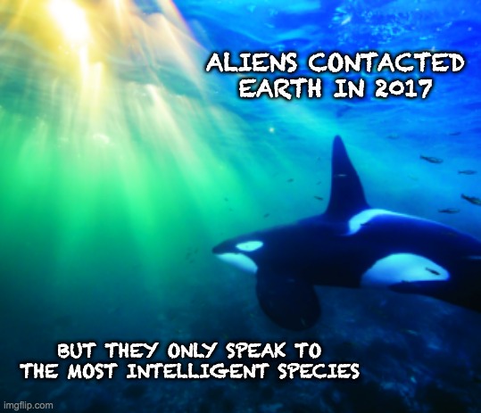 *Clicks and squeals of cetacean laughter* | ALIENS CONTACTED EARTH IN 2017; BUT THEY ONLY SPEAK TO THE MOST INTELLIGENT SPECIES | image tagged in orca,ocean,aliens,whales,killer whale | made w/ Imgflip meme maker
