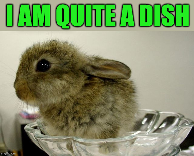 I AM QUITE A DISH | image tagged in bunnies | made w/ Imgflip meme maker