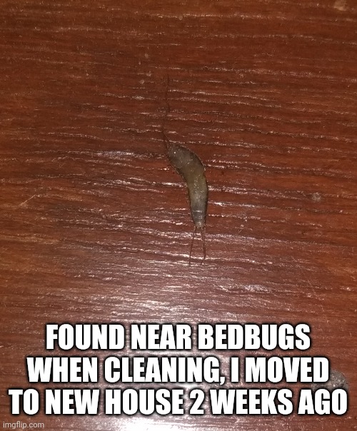 FOUND NEAR BEDBUGS WHEN CLEANING, I MOVED TO NEW HOUSE 2 WEEKS AGO | made w/ Imgflip meme maker