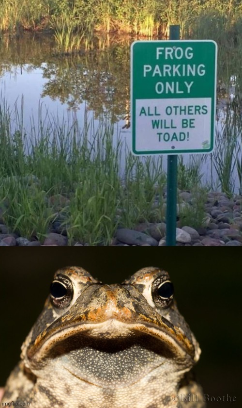 TOAD NOT AMUSED | image tagged in frogs,toad,grumpy toad,eyeroll,dad joke | made w/ Imgflip meme maker