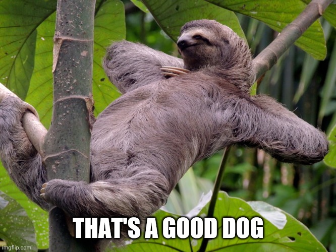 Lazy Sloth | THAT'S A GOOD DOG | image tagged in lazy sloth | made w/ Imgflip meme maker