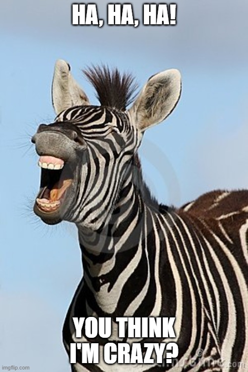 Laughing Zebra | HA, HA, HA! YOU THINK I'M CRAZY? | image tagged in laughing zebra | made w/ Imgflip meme maker