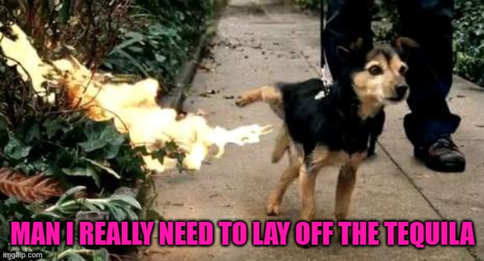 No wonder they call it firewater! | MAN I REALLY NEED TO LAY OFF THE TEQUILA | image tagged in dog peeing fire,memes,dogs,funny,animals,tequila | made w/ Imgflip meme maker